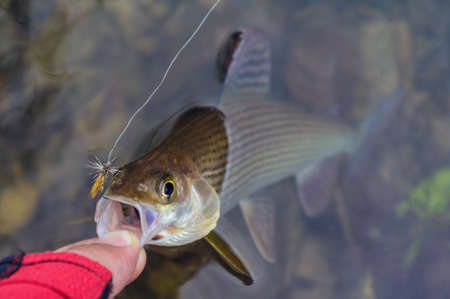 Grayling caught on the fly. Fly fishing.の写真素材
