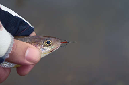On hook. Fly fishing.の写真素材