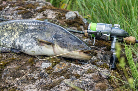 Catfish caught while fishing spinning rod.の写真素材