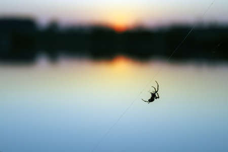 Silhouette of Spider on the background surface of the lake at sunset.の写真素材