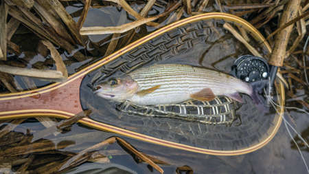 Fishing. Fisherman caught walleye.の写真素材
