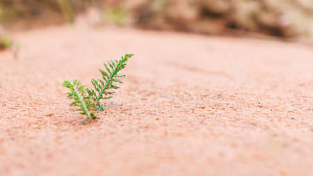 A green sprout on the sand.の写真素材