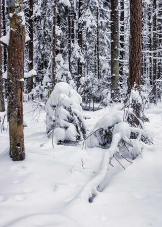 Winter snow-covered forest.の写真素材