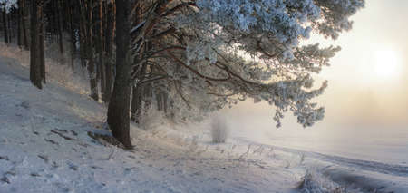 Mist in the winter forest. Stitched panoramaの写真素材