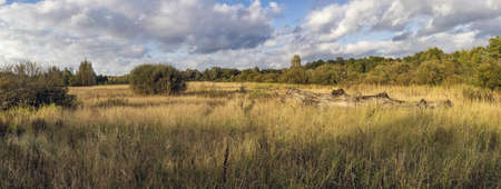 Autumn meadow. Bush. Stitched panoramaの写真素材