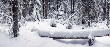 Winter snow-covered forest.の写真素材