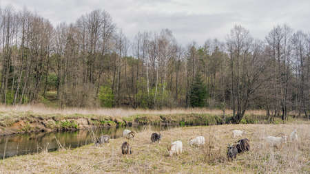 Goats grazing in the forest brook. Pasture livestock.の写真素材