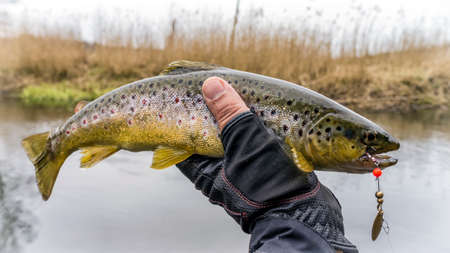 Brown trout caught lureの写真素材