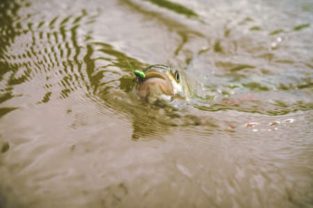 On hook. Fishing with fly fishing.の写真素材