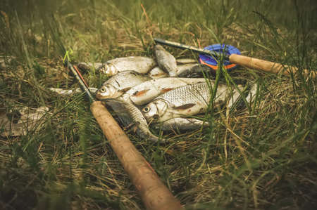 Fish catch. Fly fishing.の写真素材