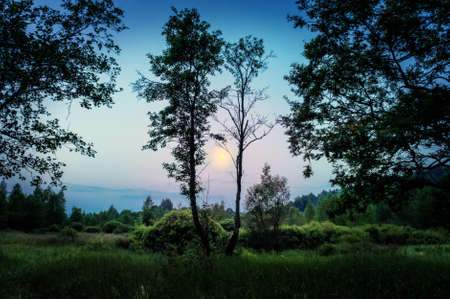 The moon lights up the forest in the evening.の写真素材