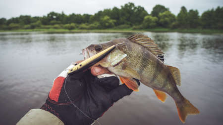 Belarus. Minsk region. Berezina river. July 12.2017 Perch on the hook. Wobbler brand StrikePro