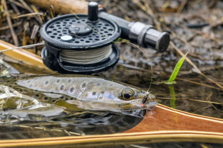 Wild brown trout caught fly fishing.の写真素材
