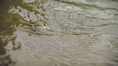 On hook. Fishing with fly fishing.の写真素材
