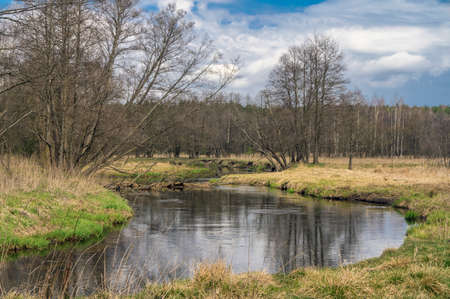 Little overgrown creek with a lone tree.の写真素材