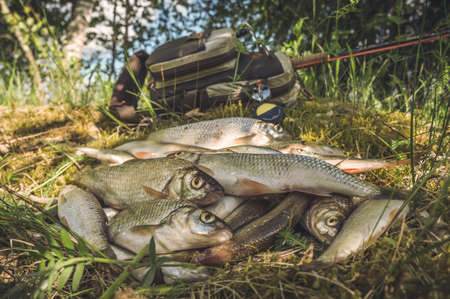 Fish catch. Fly fishing.の写真素材