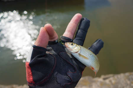 Small fish caught fly fishing. Tenkaraの写真素材
