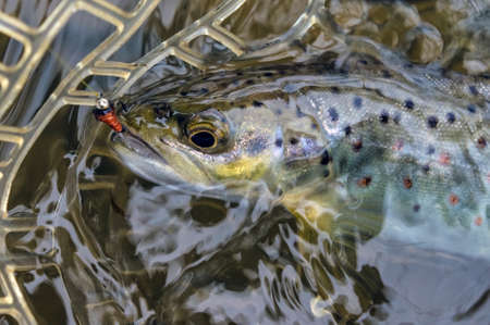 Wild brown trout caught fly fishing.の写真素材
