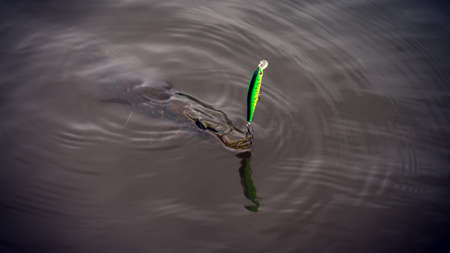 Perch on the hook.の写真素材