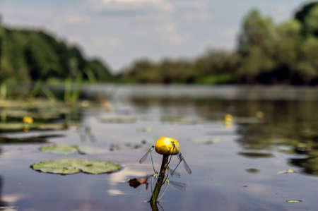 Dragonfly on lily budの写真素材
