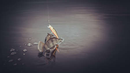 On hook. The perch is caught on the wobblers.の写真素材
