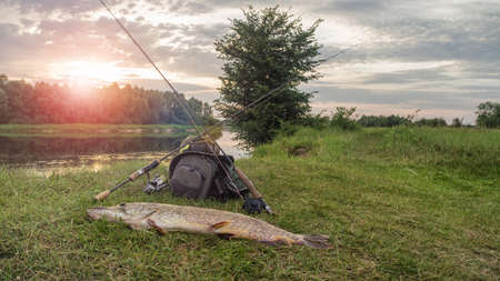 Trophy pike caught on a fishing trip. Fishing gear.の写真素材