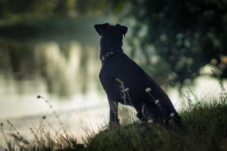 Silhouette of a dog waiting for the owner at the river.の写真素材