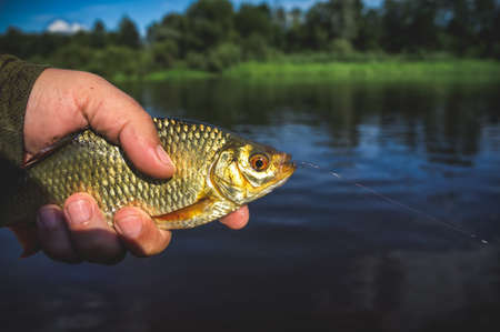 Rudd. The fish is caught in a tenakara.の写真素材