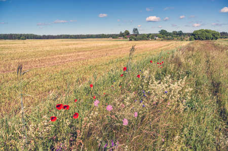 Spring field with meadow flowers.の写真素材