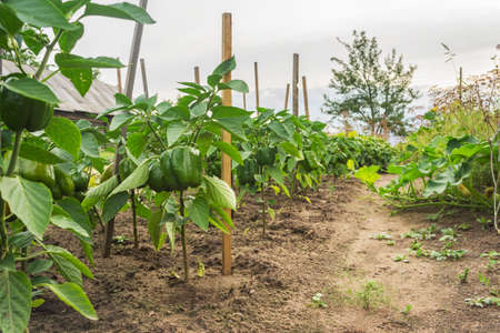 Green peppers grow on the farm.の写真素材