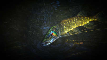 On hook. Fishing for a spinning rodの写真素材