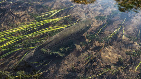 Beautiful fish under the water at the bottom of the river.の写真素材