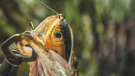 On hook. The pike is caught on the wobblers.の写真素材