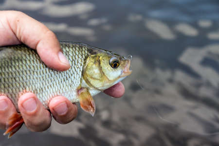 Fish caught fly fishingの写真素材