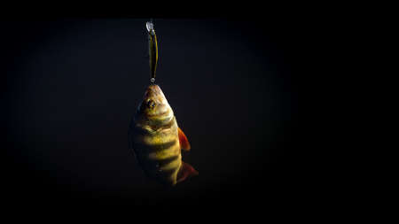 On hook. The perch is caught on the wobblers.の写真素材