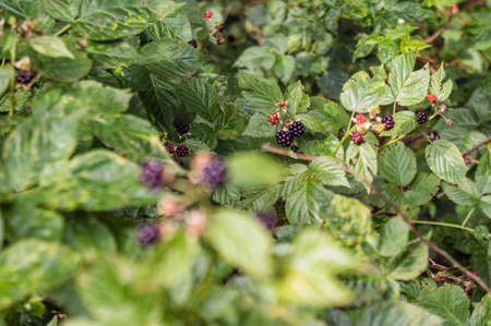 Blackberries in the leaves.の写真素材