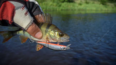 Belarus. Minsk region. Berezina river. July 13, 2017 Perch on the hook. Wobbler brand StrikeProのeditorial素材