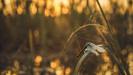 Picturesque autumn dawn. Dragonfly sitting on a branch in drops of dew.の写真素材