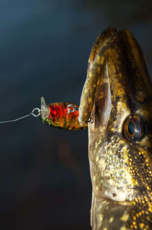 On hook. Fishing for a spinning rodの写真素材