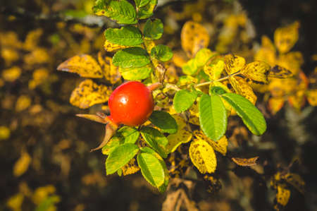 Autumnal, red berry of wild roseの写真素材