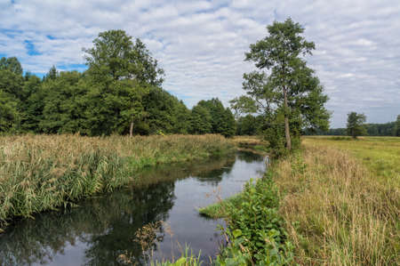 Little beautiful forest river.の写真素材