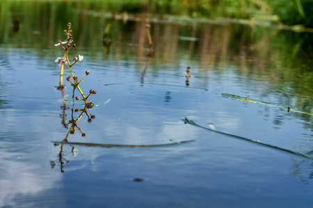 Small flower above the water surface of the river.