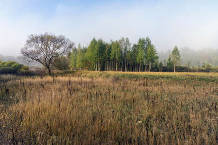Autumn meadow background. Bush.の写真素材