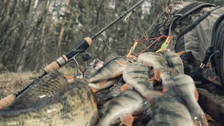 A good catch of fishの写真素材