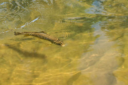 Beautiful brown trout caught by fly fishing. Wild fish on the hook resists.の写真素材