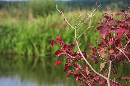 Red berries and red leaves.