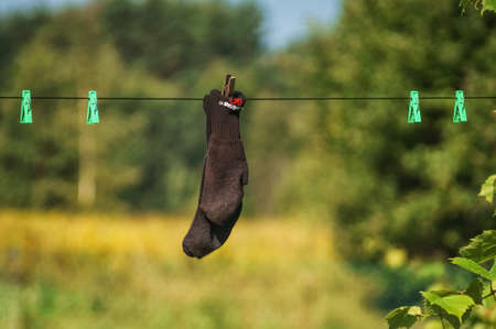 Socks are dried after washing.の写真素材