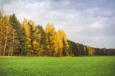 Green grass against the background of the autumn forest.の写真素材