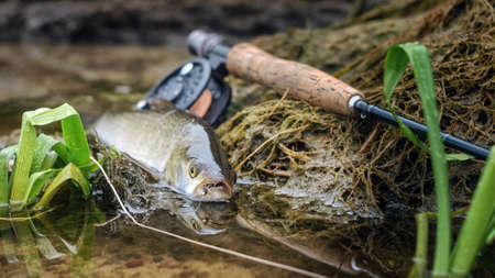Asp caught fly fishing. Fish lying on a background of fly fishing gear.の写真素材