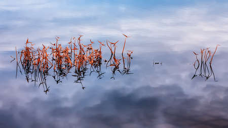 Plants reflected in the water.